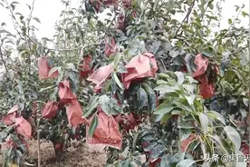 如何避免梨树的二次开花图片