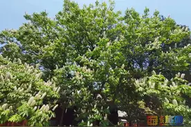 正值花期，花似宝塔，亭亭如盖！七叶树？“菩提树”？答案来啦！图片