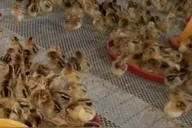雏鸡雏鸭养殖，给大家介绍一种便宜的养殖床，使用简单图片