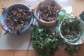 家里的花草再不管都干死了，修整一下浇点水，恢复生机指日可待图片