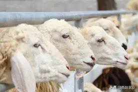 羊养殖快速育肥，抓住这三个关键，只需4个月就能快速出栏图片