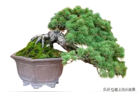 怎么欣赏盆景？从盆景美的形态入手图片
