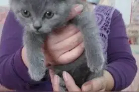 买了一只小蓝猫送给奶奶，一年后再见时，擦了擦眼睛：这还是猫？图片