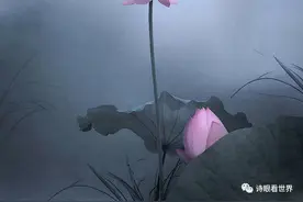 冯书根：​看取莲花净 应知不染心——读古诗词随笔图片