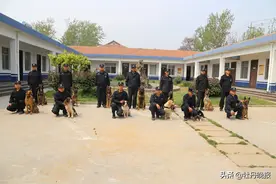 可爱威风的警犬来了——记者探访市公安局警犬训练中心图片