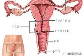 @女性朋友：子宫的使用说明书 你值得拥有图片