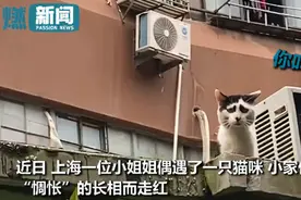 猫咪自带眼影和“三七分”，一脸惆怅笑翻网友：瞅瞅把猫给愁的图片