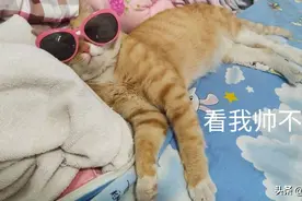 得猫瘟不吃不喝五天成功生还，我家的猫坚强图片