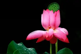 Snapseed手机修图：如何P出漂亮的黑色背景荷花呢？图片
