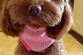 揭露繁殖犬的悲惨命运，留学生们买来的宠物可能来自黑心繁殖场图片