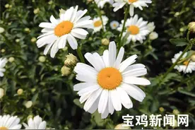 冰菊全面盛开 宝鸡北坡公园邀你来打卡图片