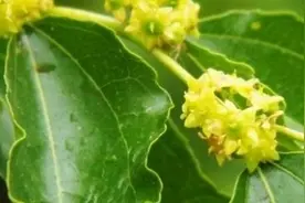 枣农保花果经验，加强1基础5配合，提高坐果和产量,不妨借鉴试试图片