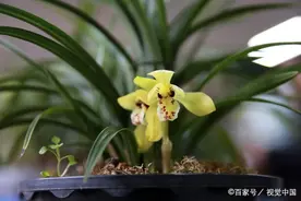本生幽谷未为珍，明月清风著露匀《七绝.咏兰》（十一首）图片