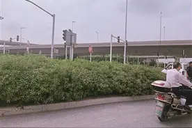 泰州市区东环高架一匝道口灌木丛遮挡视线图片