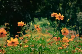 秋天的第一片花海，江北送给你图片