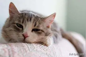 猫咪绦虫病太常见，铲屎官无需担心？不，铲屎官需重视此寄生虫病图片