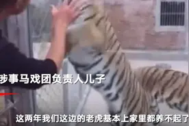 老虎咬死饲养员涉事马戏团发声：赚不到钱，饲养十分困难图片