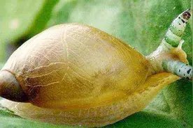 被双盘吸虫寄生的蜗牛，变身现实版丧尸，可怕的寄生虫视频封面