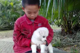 八岁男孩救了一条小狗，三个月后竟改变了全家人的命运图片