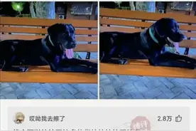 爆笑合集：打算搬家货拉拉拉不拉拉布拉多啊？看完评论舌头打结了图片