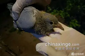 救助无腿鸽 断腿取环太残忍图片