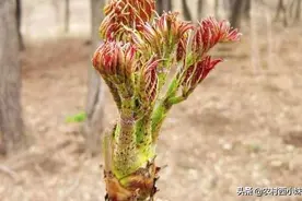 长在农村的42种野菜图片
