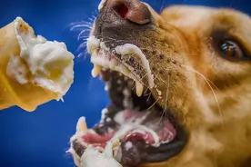 饲养注意：为了爱犬健康，请花两分钟看完图片