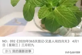 2020快拍半月记之七：又是人间四月天，笑对风雨小小草。图片