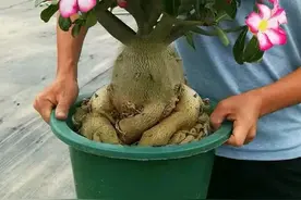 想让沙漠玫瑰多开花，春天记住4个“狠”，花繁色艳，轻松美爆盆图片