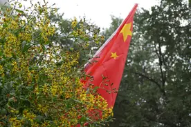 眼科良药，千里光图片