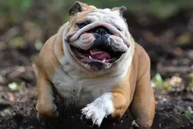 英国斗牛犬体臭怎么办？图片