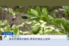 香水柠檬价格翻倍！供不应求！网友：我的“快乐”要涨价了？图片