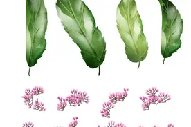 水庭浙江品运妈每天背诵一味药《佩兰》，成就中医大梦想图片