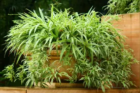想让吊兰快开花，抽藤挂满“小吊兰”，把这几点做好就可以图片
