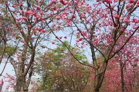 樱花祭(当代散文)图片