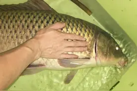 冬天能钓到鲤鱼吗？明确告诉你可以，只是钓位与饵料要讲究图片