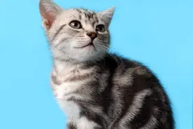 如何让猫不乱咬东西？拿它就可以解决