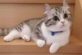 猫传染性贫血，调理补血试试红狗补血膏图片