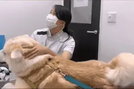 秋田犬晚上跑进卧室，不说话又不离去，明白原因后笑翻了图片