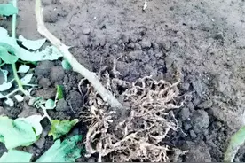 防治根结线虫、枯萎病、根腐病，超好用的用药配方图片
