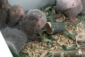 新版国家畜禽遗传资源目录公开征求意见，狗肉是否禁食？竹鼠能否养殖？图片