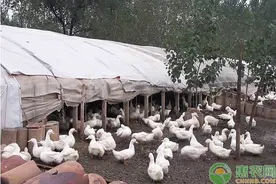 鸭子为什么喜欢啄毛？是因为生病了吗？图片