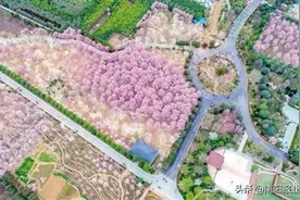 最是一年春好处 南阳无处不飞花——光影中国网聚焦我市春日美景图片
