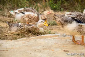 肉鸭养场殖的效益分析图片
