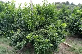 进入仲夏6月，新种幼树如何用药？如何修剪？图片