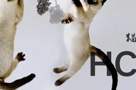 猫病特辑 | 肥厚性心肌病图片