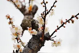 欣赏主席的《卜算子·咏梅》，领略上下五千年别样的梅花精神图片