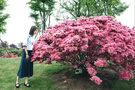 无锡最大的杜鹃花观赏地，国内首个花卉休闲区，知道的游客不多图片