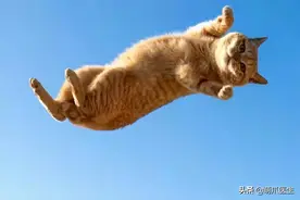猫误入市长直播间被嘲笑：你尾巴挡镜头啦图片