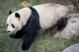 哥本哈根动物园的大熊猫有点皮，顺着杆子爬出，到外面去溜达图片